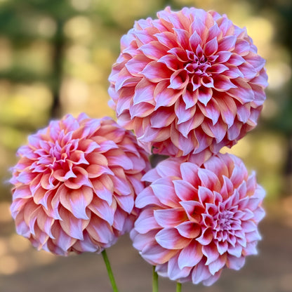 Three peach and white dahlias with a blurred green and brown background. Peaches N Cream Dahlia tuber