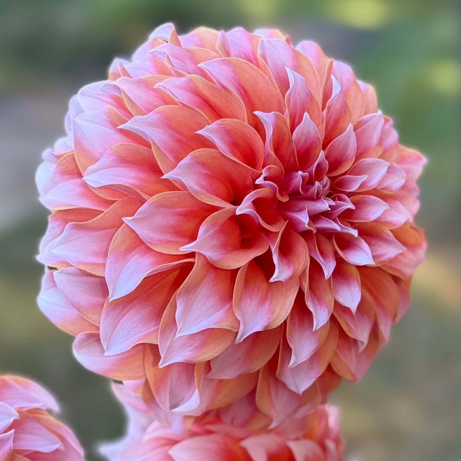 Close-up of a pink flower with a blurred green background. Peaches N Cream Dahlia tuber
